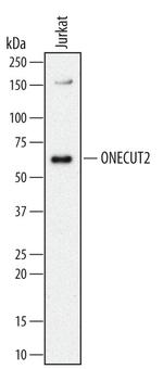 ONECUT2 Antibody in Western Blot (WB)