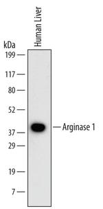 Arginase 1 Antibody in Western Blot (WB)