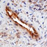 SMOC2 Monoclonal Antibody (667713)