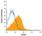 SCARA5 Monoclonal Antibody (673527)