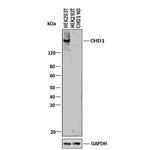 CHD1 Antibody in Western Blot (WB)