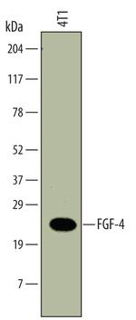 FGF4 Monoclonal Antibody (678430)
