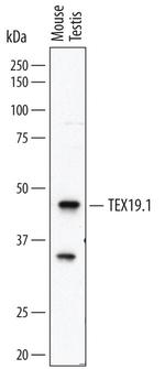 Tex19.1 Antibody in Western Blot (WB)