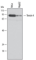 Tensin 4 Antibody in Western Blot (WB)