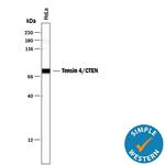 Tensin 4 Antibody in Western Blot (WB)