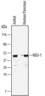 NEU1 Monoclonal Antibody (688215)
