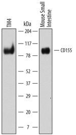 CD155 Antibody in Western Blot (WB)
