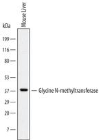 GNMT Monoclonal Antibody (691305)