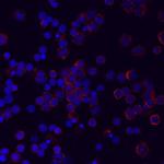 LILRA5 Monoclonal Antibody (711828)