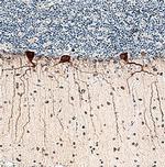 HS3ST4 Monoclonal Antibody (712010)