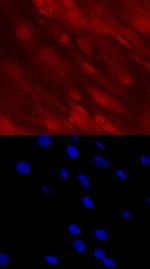 DLX5 Monoclonal Antibody (712216)
