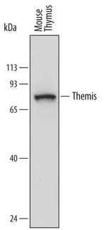 Themis Monoclonal Antibody (719945)