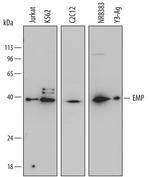 EMP Antibody in Western Blot (WB)