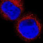 HPGDS Monoclonal Antibody (735301)