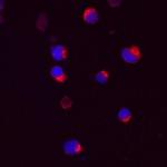 MIB2 Monoclonal Antibody (739501)