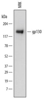 GP130 Monoclonal Antibody (745314)