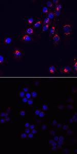 CCL3 Monoclonal Antibody (756613)