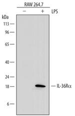 IL1F5 Antibody in Western Blot (WB)