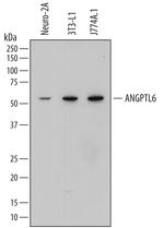 ANGPTL6 Antibody in Western Blot (WB)