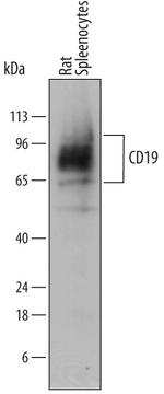 CD19 Antibody in Western Blot (WB)