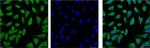 HSP701L Monoclonal Antibody (3G10)