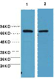 HSP701L Antibody in Western Blot (WB)