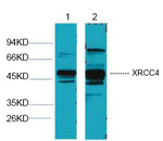XRCC4 Antibody in Western Blot (WB)