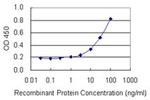 RPLP1 Antibody in ELISA (ELISA)