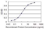 PRRG2 Monoclonal Antibody (7D1)