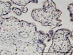PIGQ Antibody in Immunohistochemistry (Paraffin) (IHC (P))