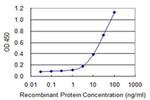 SSX3 Antibody in ELISA (ELISA)