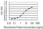 RAI1 Antibody in ELISA (ELISA)