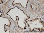 ZHX3 Antibody in Immunohistochemistry (Paraffin) (IHC (P))