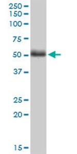 TWF2 Monoclonal Antibody (2B5)