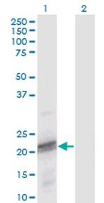 ODAM Monoclonal Antibody (2F8)