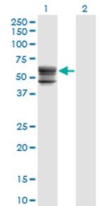 CHST12 Monoclonal Antibody (3D6)