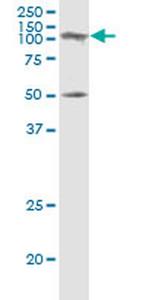 SAGE1 Monoclonal Antibody (5C1)