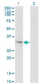 THG1L Monoclonal Antibody (4F11)