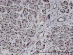 PMFBP1 Monoclonal Antibody (4G9)