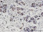 CCDC115 Monoclonal Antibody (4E9)