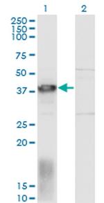 EAF1 Monoclonal Antibody (1G2)