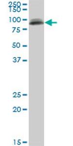 PIGS Monoclonal Antibody (3F3)