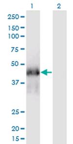 FAM122A Antibody in Western Blot (WB)