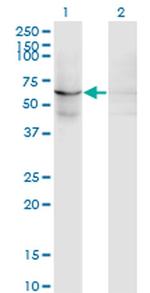 EFHC1 Antibody in Western Blot (WB)