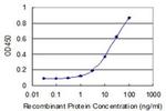 POLR2J2 Antibody in ELISA (ELISA)