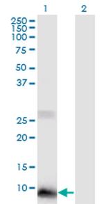 POLR2J2 Monoclonal Antibody (1B2)