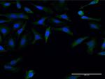 FMN1 Monoclonal Antibody (4F4)
