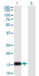 C14orf129 Antibody in Western Blot (WB)