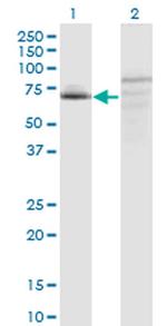 C7orf38 Monoclonal Antibody (4E4)