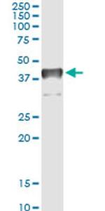 TCEA3 Antibody in Immunoprecipitation (IP)
